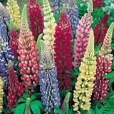 Hạt giống F1 Lupin  giống nga