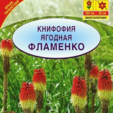 Hạt giống F1 Kniphofia uvaria giống nga