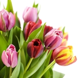 Set 5 củ giống hoa Tulip mix 5 màu