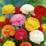Combo 5 củ hoa Mao Lương Persian cực kỳ xinh đẹp với nhiều màu sắc