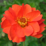 Hoa scarlet đỏ rực và rất thơm - Geum Chiloense