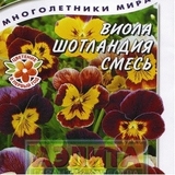 Hạt giống F1 hoa Viola Scotland hỗn hợp giống Nga