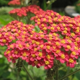 Cỏ thi Achillea rực rỡ sắc đỏ trên ban công nhà