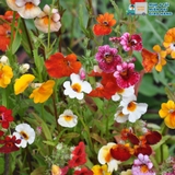 Hoa mây Nemesia nhiều màu đến từ Nhật Bản