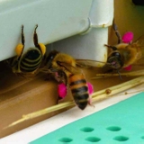 Phấn Hoa & Sáp Ong