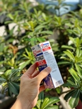 Dầu nóng giảm đau nhức Yokoyoko (80ml) - MADE IN JAPAN.