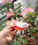 Kem chống nắng không cồn Sun Bears SPF 50+ PA++++ (30ml) - MADE IN JAPAN.