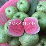 Ổi Ruby Đài Loan