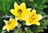 Củ Giống Hoa Ly Vàng Nhọn Yelloween