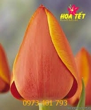 Củ giống Hoa Tulip Adrem Cà Rốt