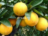 Giống cây cam vinh
