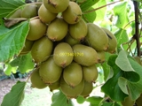 Giống cây Kiwi