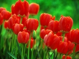 Củ Giống Hoa Tulip Parade Đỏ