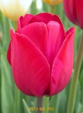 Củ Giống Hoa Tulip Barcelona Hồng