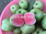 Ổi Ruby Đài Loan