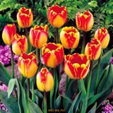 Củ Giống Hoa Tulip Banja Luka Vàng Viền Đỏ