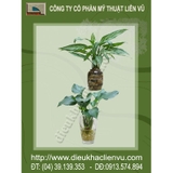 Cây ngân hậu- cây đại đế