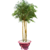 Cây tre vàng sọc