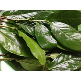 BỘT TRÀ XANH -100gr