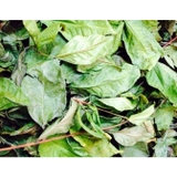 BỘT TRÀ XANH -100gr