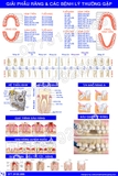 TRANH TƯ VẤN NHA KHOA'' GIẢI PHẪU RĂNG VÀ CÁC BỆNH LÝ THƯỜNG GẶP''