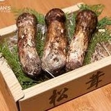 nấm tùng nhung, nấm tùng nhung matsutake, nấm tùng nhung nhật