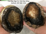bao ngu Uc vien den tuoi song, gia bao ngu Uc