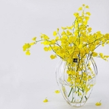 Lọ hoa Rogaska Delightful Day 119926 Vase