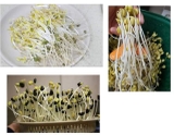Máy trồng rau mầm Zaigle Hàn Quốc