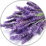 Tinh dầu hương hoa oải hương Medisana 60032 Aroma Lavendel VE 10 (10ml)