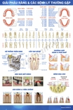 Tranh giải phẫu răng & các bệnh lý thường gặp
