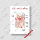 Tranh 