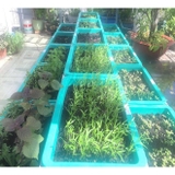 Giàn trồng rau bậc thang | Trồng rau sạch tại nhà | Nông nghiệp hữu cơ