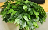 Cành Lá Xanh Giả Decor, Cành Lá Si Xanh 3 nhánh trang trí nhà cửa (55cm) - HC708