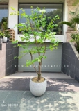 CÂY THẠCH NAM NHẬT BẢN LANDECOR (2M3) - CC665