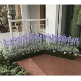 Bồn hoa Oải Hương lá mốc trang trí Lan Decor - BC062