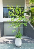 CÂY THẠCH NAM NHẬT BẢN LANDECOR (2M3) - CC665