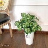 Chậu cây lá sọc dưa hấu để bàn trang trí Lan Decor - CC487