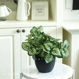 Chậu cây lá sọc dưa hấu để bàn trang trí Lan Decor - CC487