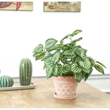 Chậu cây lá sọc dưa hấu để bàn trang trí Lan Decor - CC487