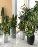 CHẬU CÂY LƯỠI HỔ MIX TRANG TRÍ TIỂU CẢNH (110CM) - CC423