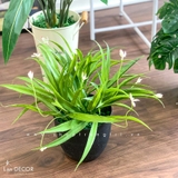 Chậu lan trắng để bàn LanDecor  - CC486