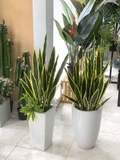 CHẬU CÂY LƯỠI HỔ MIX TRANG TRÍ TIỂU CẢNH (110CM) - CC423