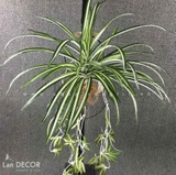 Bụi cây tóc tiên trang trí LanDecor - HC390