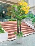 Chậu cây dừa trang trí tiểu cảnh (300cm) - LC3004 mix