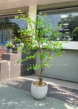 CÂY THẠCH NAM NHẬT BẢN LANDECOR (2M3) - CC665