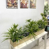Bồn cây Thủy Trúc trang trí tiểu cảnh LanDecor (120x18cm)- BC072