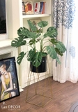 CHẬU CÂY MONSTERA TRANG TRÍ LAN DECOR (125cm) - CC472