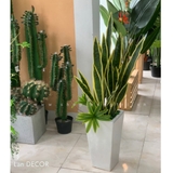 CHẬU CÂY LƯỠI HỔ MIX TRANG TRÍ TIỂU CẢNH (110CM) - CC423