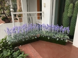 BỒN CÂY HOA LAVENDER TRANG TRÍ ĐẸP, HIỆN ĐẠI  - BC057